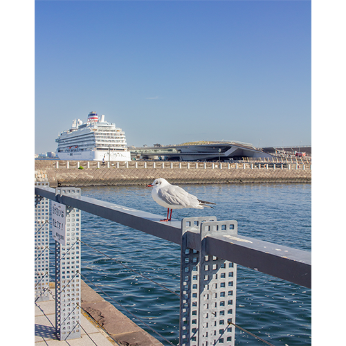 ミナト町ヨコハマ賞　写真